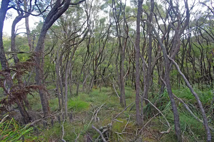 Fourth view of Homely land listing, 17 Kundibar St, Blackheath NSW 2785