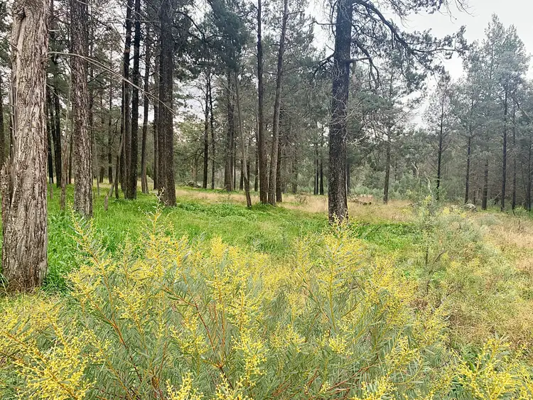 Fifth view of Homely rural property listing, Lot 89 Amaroo Way, Eugowra NSW 2806