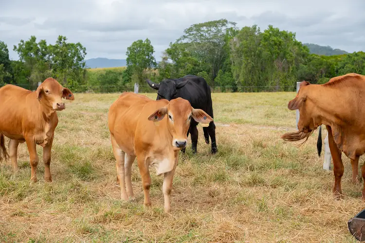 Seventh view of Homely land listing, 26 Newell Road, Newell QLD 4873
