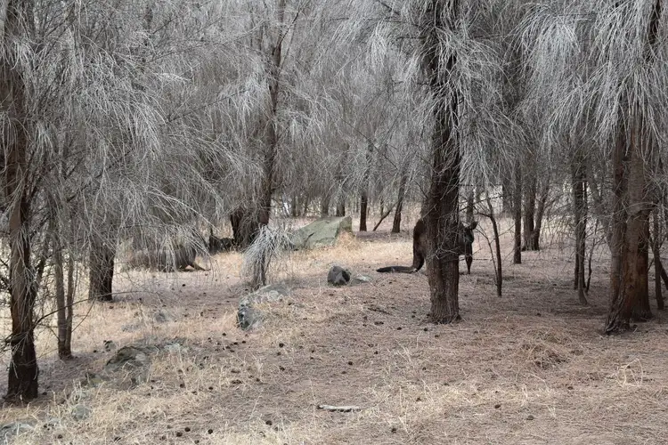 Fifth view of Homely land listing, Lot 2 Binneys Track, Penneshaw SA 5222