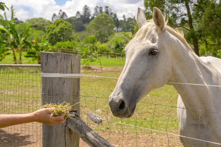 Seventh view of Homely rural property listing, 60 Allen Road, Chatsworth QLD 4570