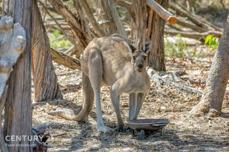 Fifth view of Homely rural property listing, 101 Kangaroo Loop, Birchmont WA 6214