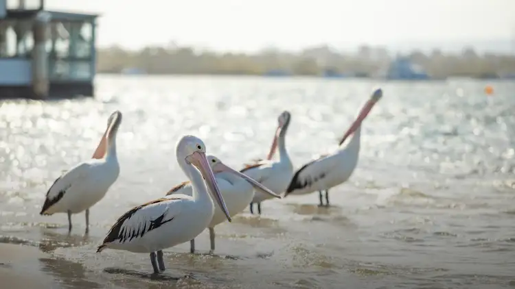 Fifth view of Homely land listing, Lot 2 20 Eagle Drive, Tewantin QLD 4565