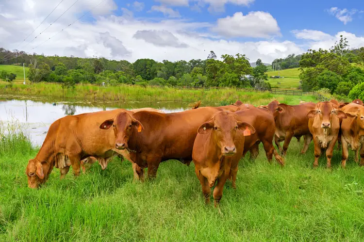 Seventh view of Homely rural property listing, 1689 Sandy Creek Road, Downsfield QLD 4570