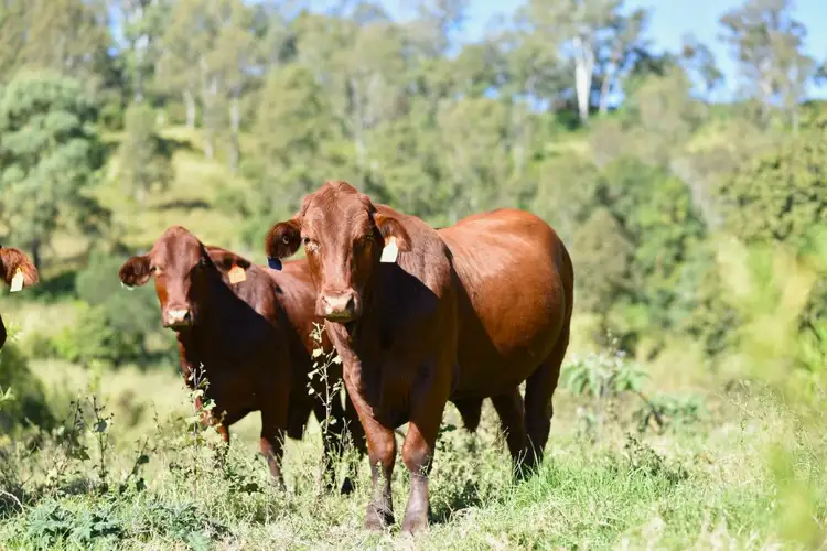 Lot 4 Mary Valley Road, Brooloo QLD 4570