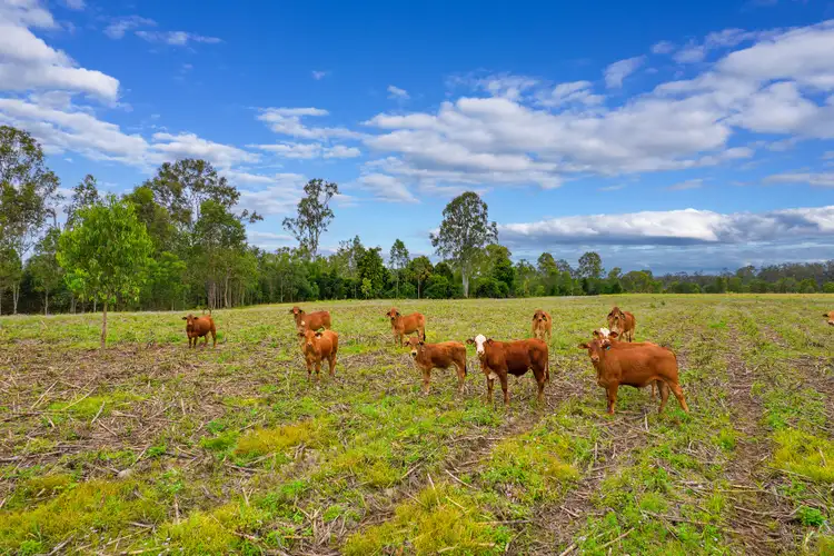 Third view of Homely rural property listing, 288 Blowers Road, Munna Creek QLD 4570