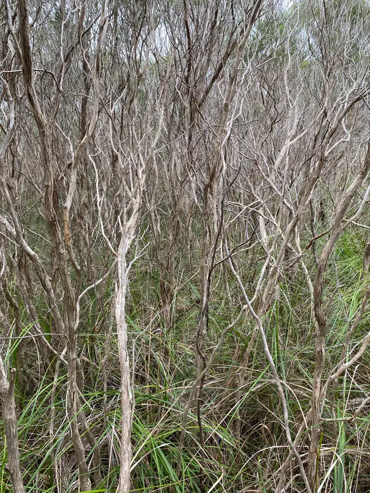 Lot 342 Sixth Avenue, French Island VIC 3921