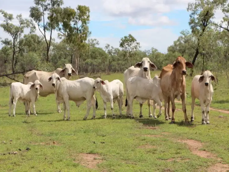 Fourth view of Homely rural property listing, Charters Towers QLD 4820