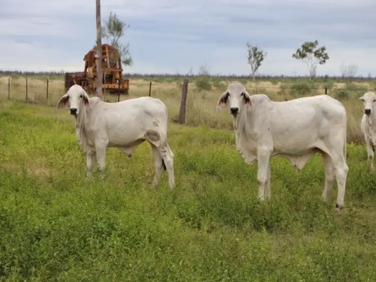 Fifth view of Homely rural property listing, Charters Towers QLD 4820