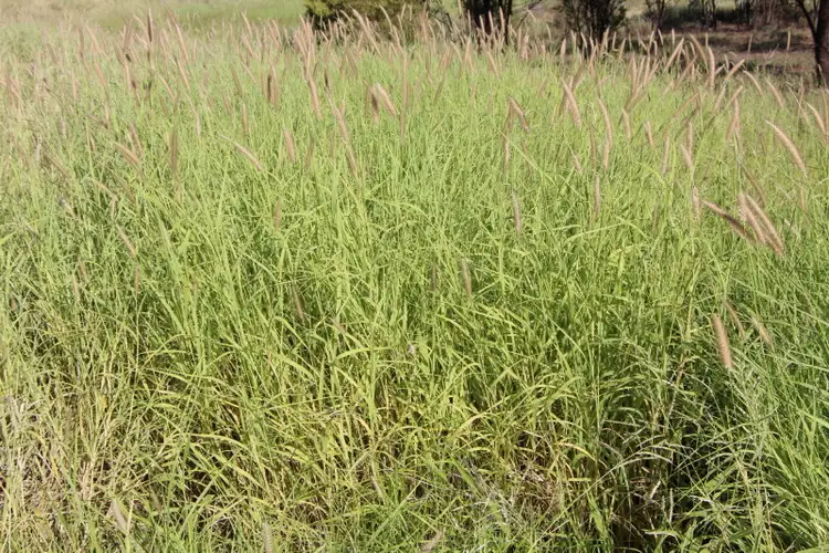 Fifth view of Homely rural property listing, Address available on request