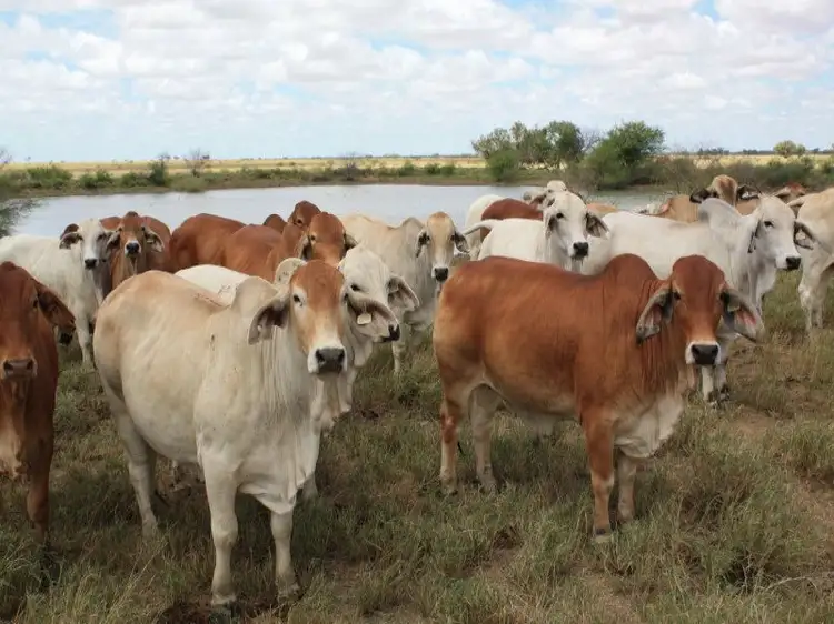 Muttaburra QLD 4732