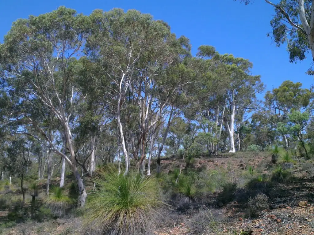Main view of Homely land listing, 325 Coondle West Road, Coondle WA 6566