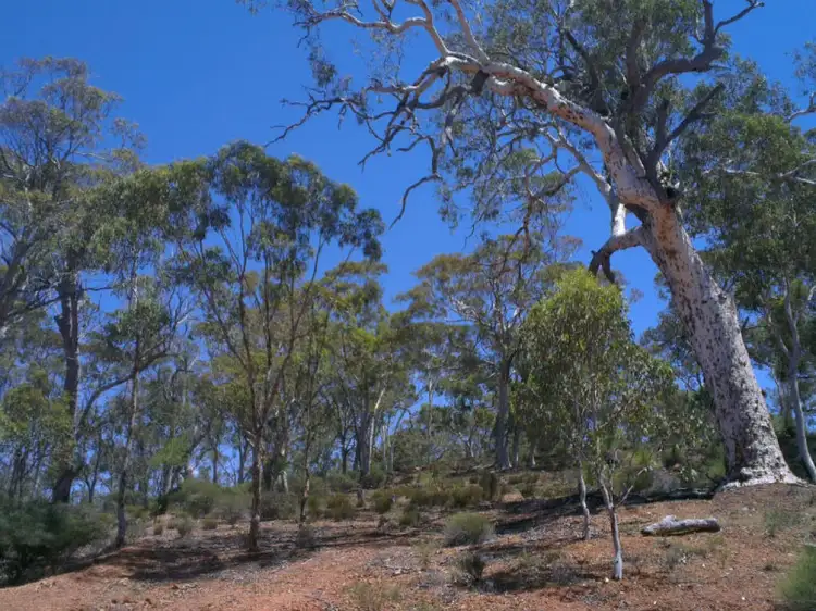 Third view of Homely land listing, 325 Coondle West Road, Coondle WA 6566