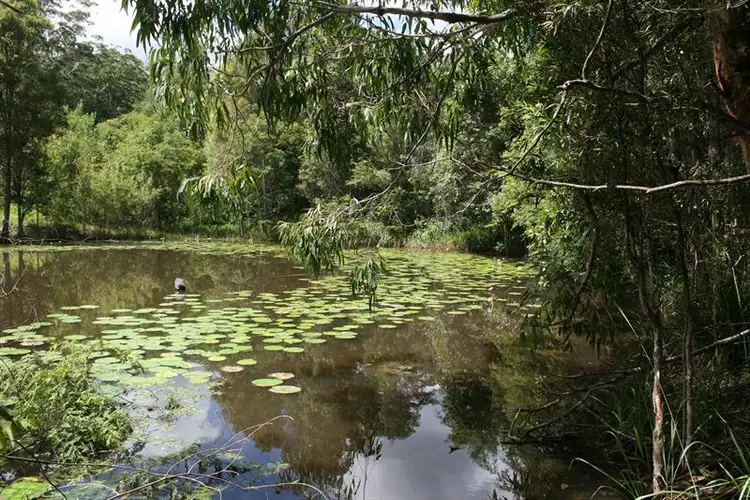 Fifth view of Homely rural property listing, 1386 Bucca Road, Nana Glen NSW 2450