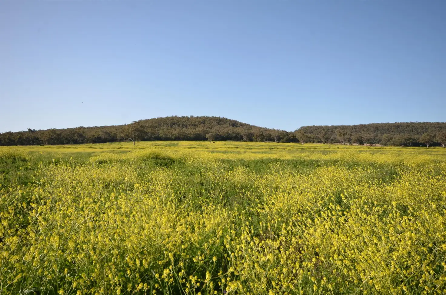 Main view of Homely rural property listing, 337 Booloocooroo Road, Gunnedah NSW 2380