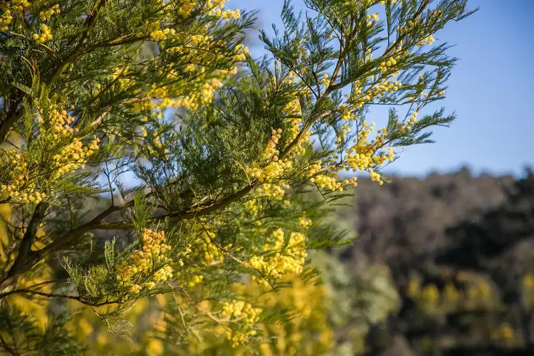 Sixth view of Homely land listing, 712 Wollumbi Road, Brayton NSW 2579