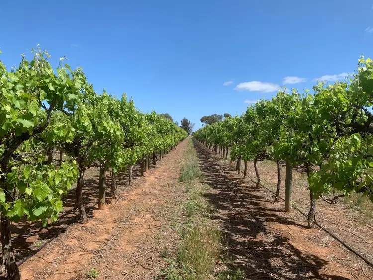 231 Falkiner Avenue, Tresco VIC 3583