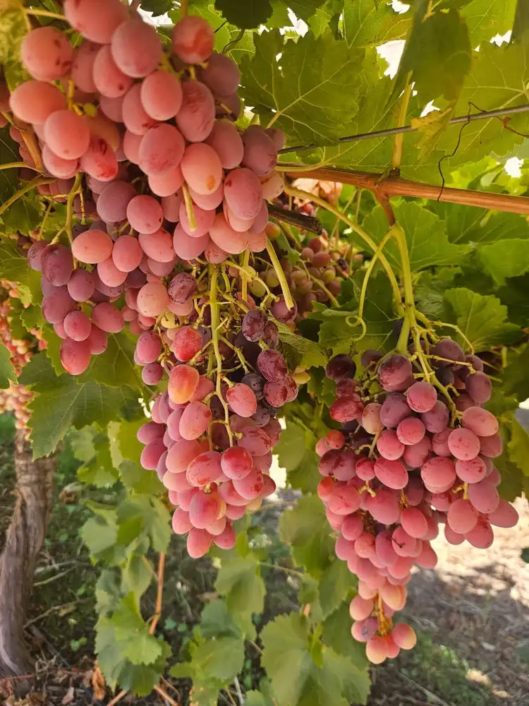 Fifth view of Homely land listing, 231 Falkiner  Avenue, Tresco VIC 3583