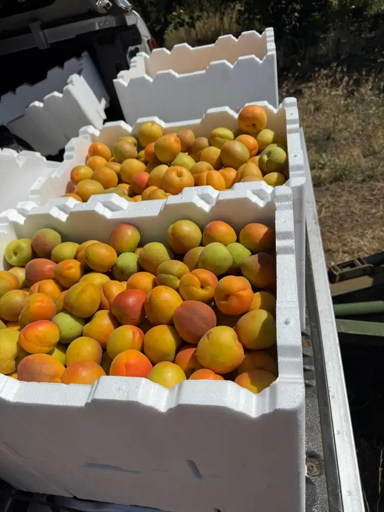 Seventh view of Homely land listing, 231 Falkiner  Avenue, Tresco VIC 3583