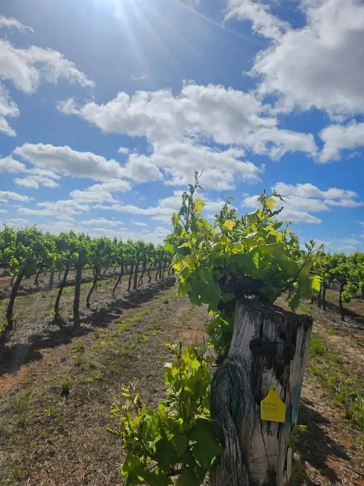 Second view of Homely rural property listing, 231 Falkiner  Avenue, Tresco VIC 3583