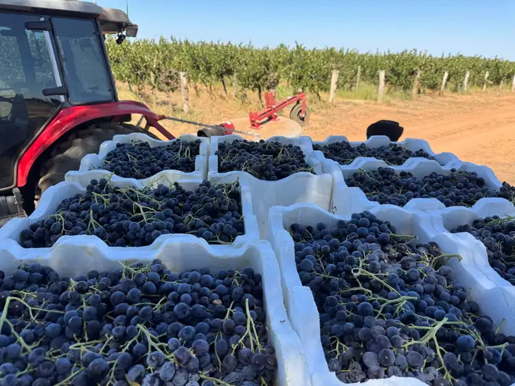 Fifth view of Homely rural property listing, 231 Falkiner  Avenue, Tresco VIC 3583