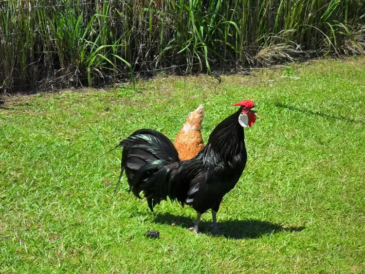 Seventh view of Homely house listing, 3524 The Lakes Way, Forster NSW 2428