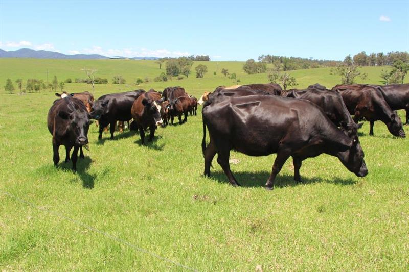Sixth view of Homely rural property listing, 3797 Bucketts Way, Gloucester NSW 2422