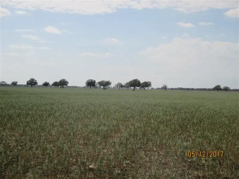 Main view of Homely rural property listing, 929 Pilliga Road, Wee Waa NSW 2388