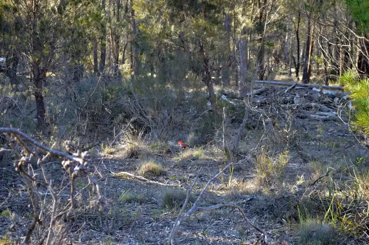 Seventh view of Homely rural property listing, 29 Mogo Road, Windellama NSW 2580