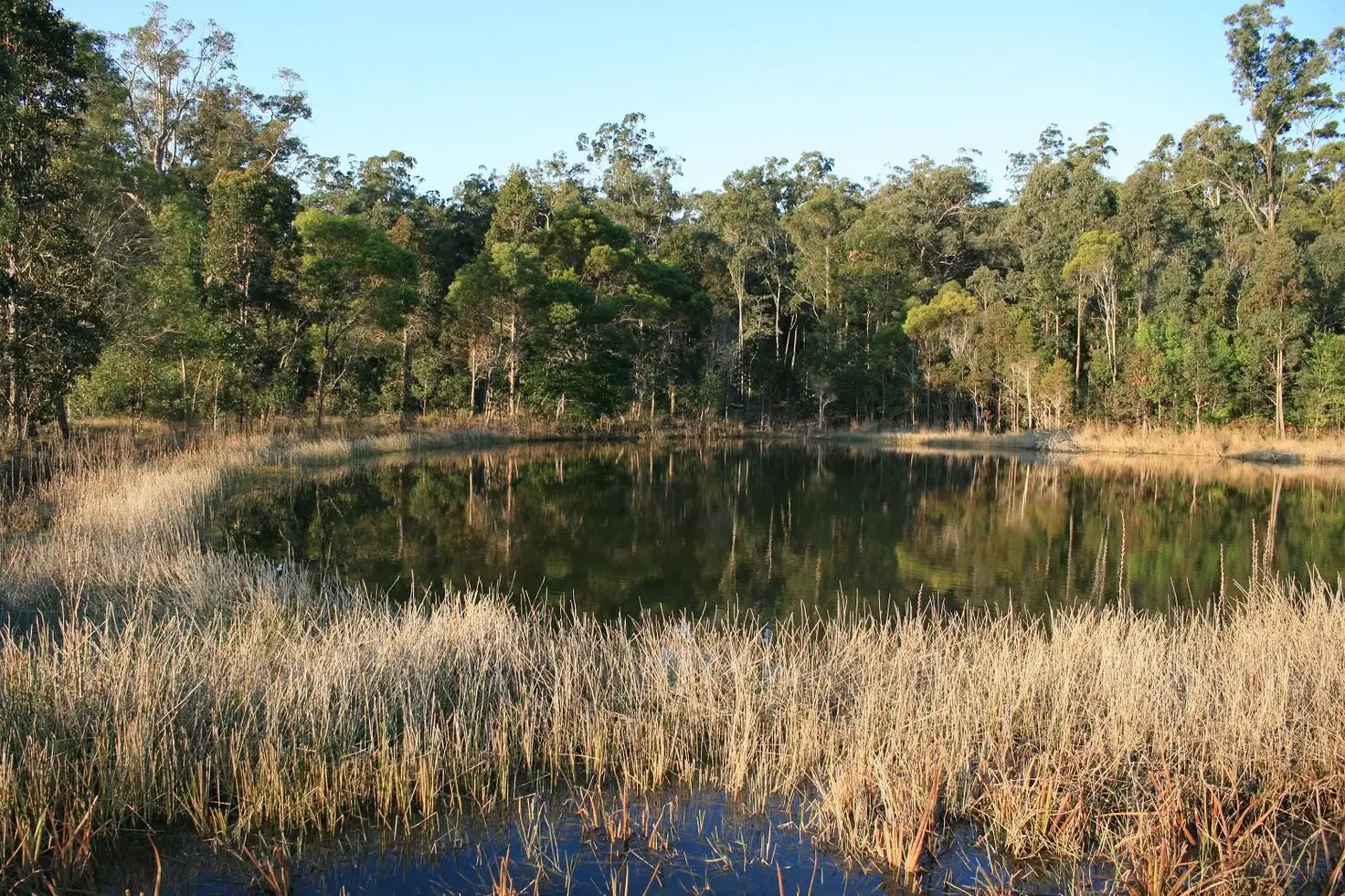Main view of Homely rural property listing, 80 Bald Knob Tick Gate Road, Calamia NSW 2460