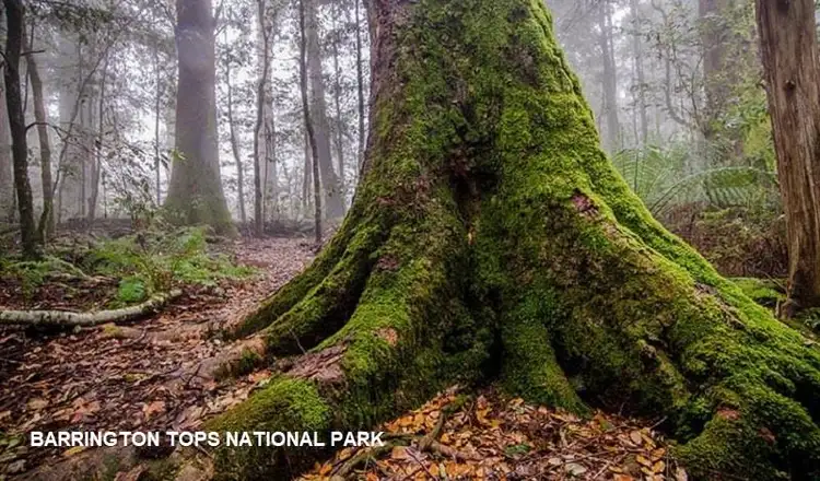 Sixth view of Homely land listing, 7 Moppy Close, Gloucester NSW 2422