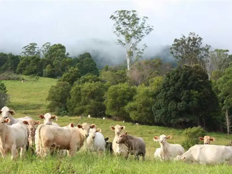 Sixth view of Homely rural property listing, 99 Anderson Road, Nimbin NSW 2480