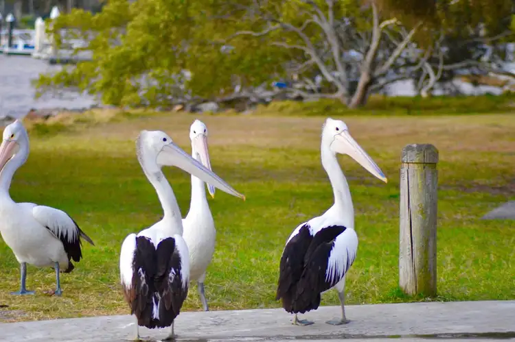 Seventh view of Homely land listing, 22 Carrs Drive, Yamba NSW 2464