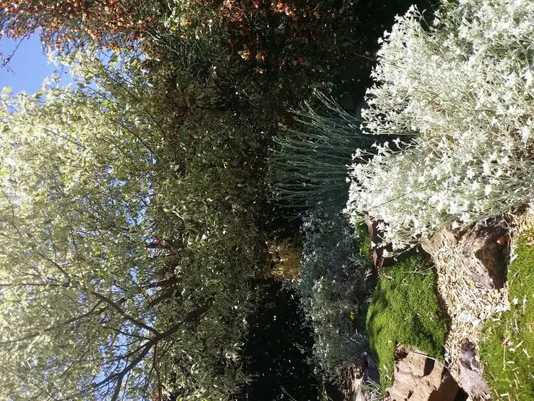 Sixth view of Homely house listing, 20 William Street, Delegate NSW 2633