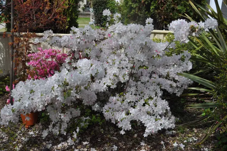 Fourth view of Homely house listing, 41 Capper Street, Tumut NSW 2720