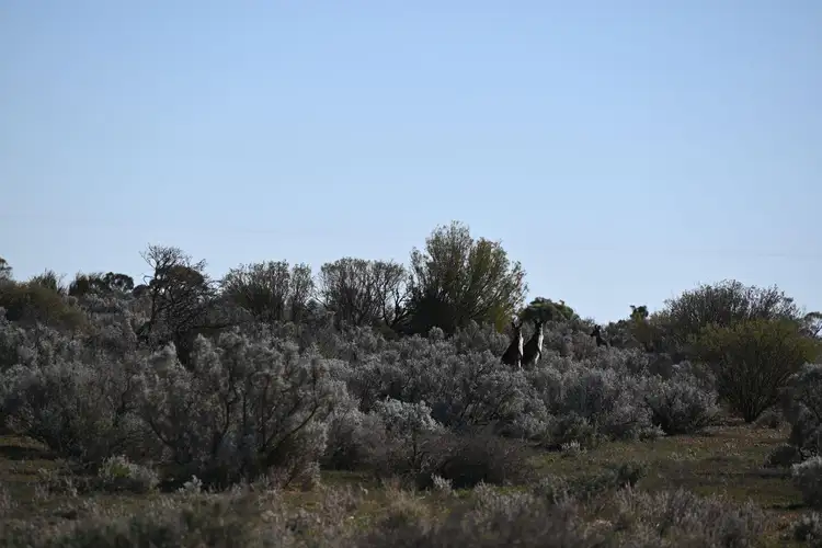 Third view of Homely land listing, Section 34 Rail Road, Morgan SA 5320