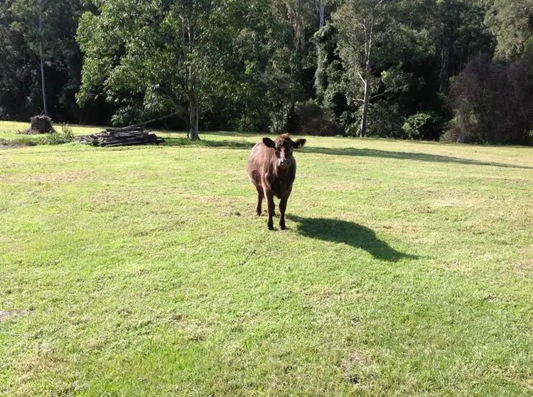 Fourth view of Homely rural property listing, 635 Upper Myall Rd, Warranulla NSW 2423