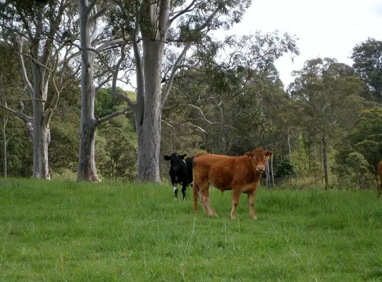 Fourth view of Homely rural property listing, 193 Wyses Rd, Bunyah NSW 2429