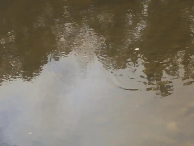 Sixth view of Homely rural property listing, 13350 Pacific Hwy, Coolongolook NSW 2423