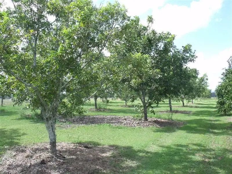 Main view of Homely house listing, 225 Fogwells Rd, Yorklea NSW 2470