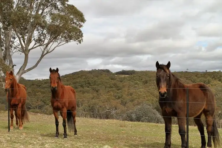 Second view of Homely rural property listing, 1760 Towrang Road Rd, Greenwich Park NSW 2580