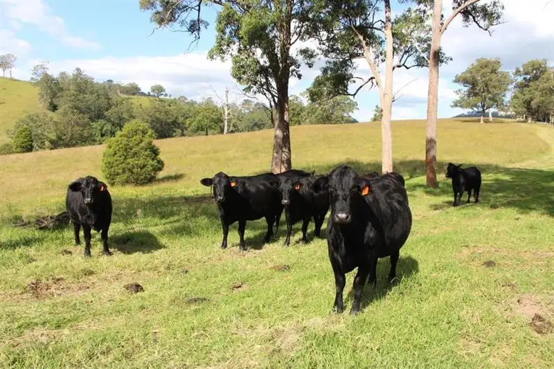 Main view of Homely rural property listing, 1408 Bundook Rd, Gloucester NSW 2422