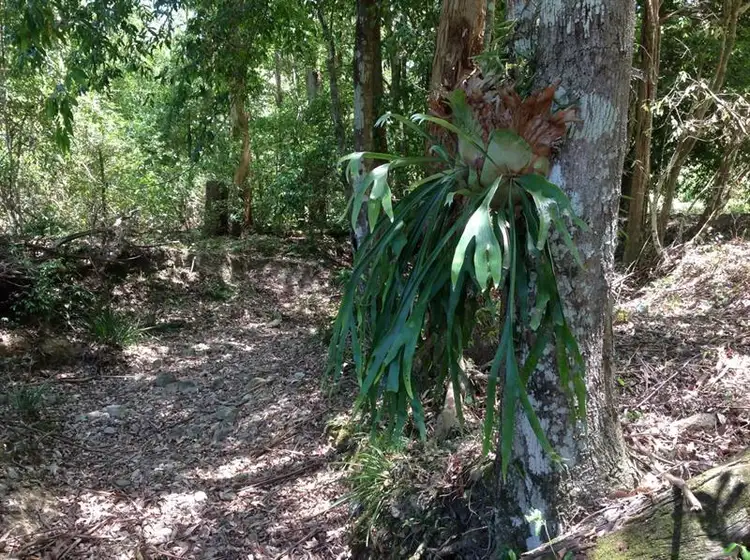 Second view of Homely rural property listing, 880 Markwell Back Rd, Markwell NSW 2423