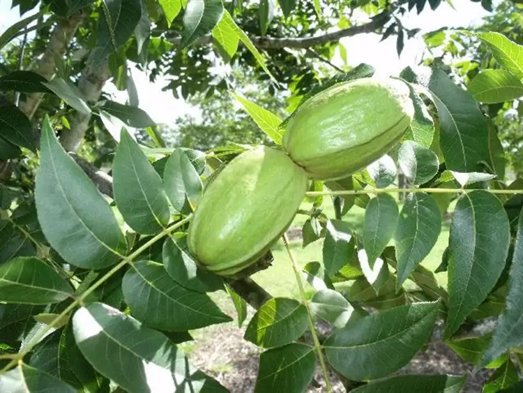 Second view of Homely house listing, 225 Fogwells Rd, Yorklea NSW 2470