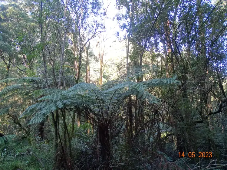 Seventh view of Homely land listing, 450 Morris Track, Lavers Hill VIC 3238