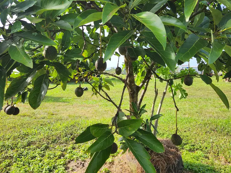 Sixth view of Homely rural property listing, 2583 Isabella McIvor Road, Cooktown QLD 4895