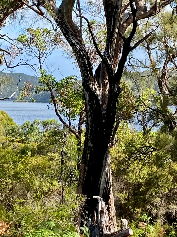 Third view of Homely land listing, 12 Howe Court, Walpole WA 6398