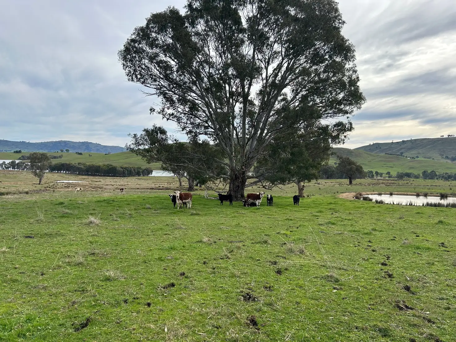 Main view of Homely rural property listing, Lots 1-2 TP668245 Lake Road, Bethanga VIC 3691