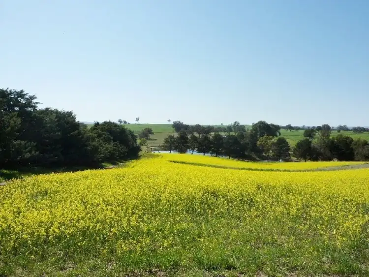 517 Peabody Road, Molong NSW 2866