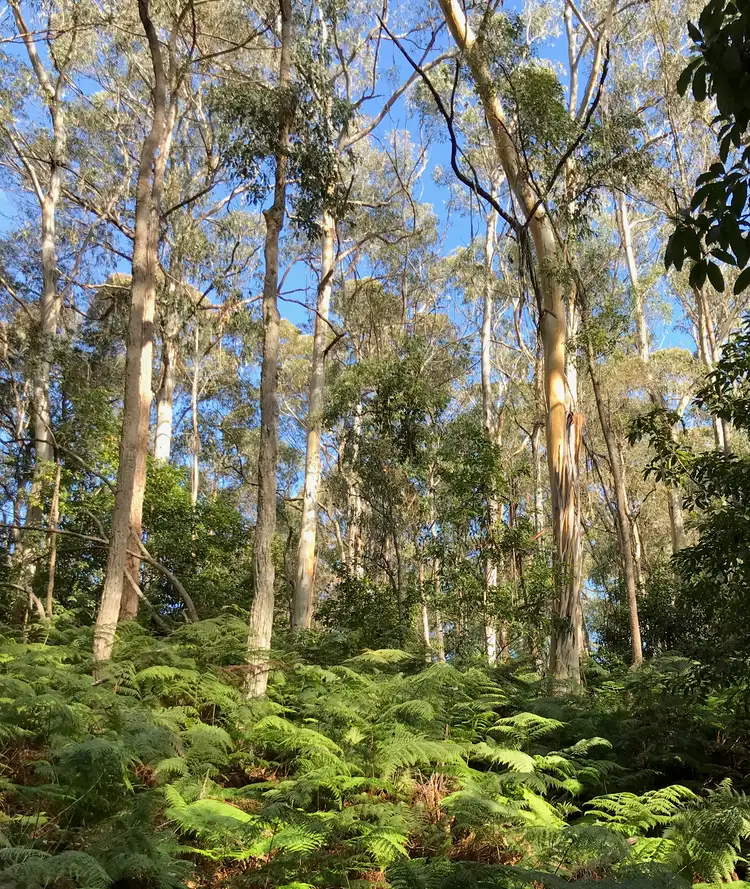 13 Raktari Place, Kalaru NSW 2550